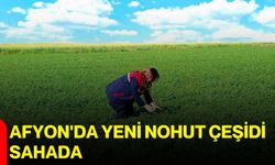 Afyon'da yeni nohut çeşidi sahada
