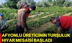 Afyonlu üreticinin turşuluk hıyar mesaisi başladı
