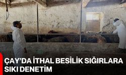 Çay’da ithal besilik sığırlara sıkı denetim