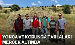 Yonca ve korunga tarlaları mercek altında