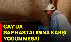 Çay'da şap hastalığına karşı yoğun mesai