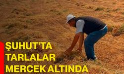 Şuhut'ta tarlalar mercek altında