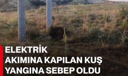 Elektrik akımına kapılan kuş yangına sebep oldu