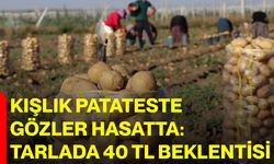 Kışlık patateste gözler hasatta: Tarlada 40 TL beklentisi