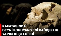 Kafatasında Beyni Koruyan Yeni Bağışıklık Yapısı Keşfedildi