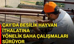 Çay’da besilik hayvan ithalatına yönelik saha çalışmaları sürüyor