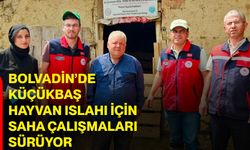 Bolvadin’de küçükbaş hayvan ıslahı için saha çalışmaları sürüyor
