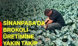 Sinanpaşa’da brokoli üretimine yakın takip