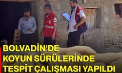 Bolvadin’de koyun sürülerinde tespit çalışması yapıldı