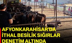 Afyonkarahisar'da ithal besilik sığırlar denetim altında