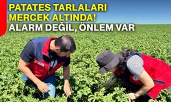 Patates tarlaları mercek altında! Alarm Değil, önlem var