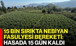 15 bin sırıkta Nebiyan fasulyesi bereketi: Hasada 15 gün kaldı