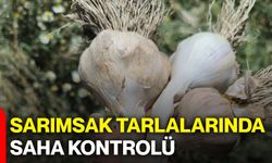Sarımsak tarlalarında saha kontrolü