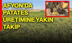 Afyonkarahisar’da patates üretimine yakın takip