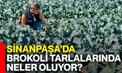 Sinanpaşa’da brokoli tarlalarında neler oluyor? Kontroller sıklaştırıldı