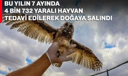 Bu yılın 7 ayında 4 bin 732 yaralı hayvan tedavi edilerek doğaya salındı