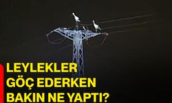 Leylekler göç ederken bakın ne yaptı?