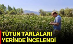 Tütün tarlaları yerinde incelendi