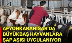 Afyonkarahisar’da büyükbaş hayvanlara şap aşısı uygulanıyor