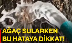 Ağaç sularken bu hataya dikkat!