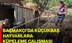 Başmakçı’da küçükbaş hayvanlara küpeleme çalışması