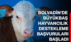 Bolvadin’de büyükbaş hayvancılık destekleme başvuruları başladı