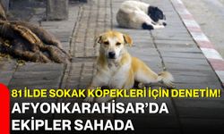 81 ilde sokak köpekleri için denetim! Afyonkarahisar’da ekipler sahada