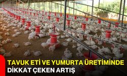 Tavuk eti ve yumurta üretiminde dikkat çeken artış