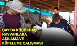 Çay’da küçükbaş hayvanlara aşılama ve küpeleme çalışması