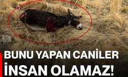 Bunu yapan caniler insan olamaz!