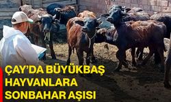 Çay’da büyükbaş hayvanlara sonbahar aşısı