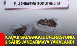 Kaçak salyangoz operasyonu: 2 şahıs jandarmaya yakalandı