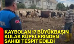 Kaybolan 17 büyükbaşın, kulak küpelerinden sahibi tespit edildi