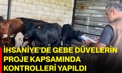 İhsaniye’de gebe düvelerin proje kapsamında kontrolleri yapıldı