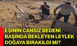 Eşinin cansız bedeni başında bekleyen leylek doğaya bırakıldı mı?