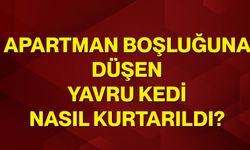 Apartman boşluğuna düşen yavru kedi nasıl kurtarıldı?