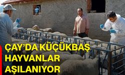 Çay’da küçükbaş hayvanlar aşılanıyor