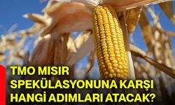 TMO mısır spekülasyonuna karşı hangi adımları atacak?