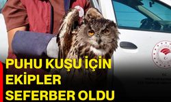 Puhu Kuşu için ekipler seferber oldu