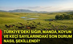 Türkiye'deki sığır, manda, koyun ve keçi sayılarındaki son durum nasıl şekillendi?