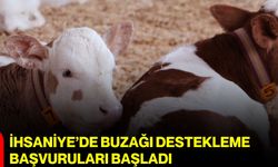 İhsaniye’de buzağı destekleme başvuruları başladı