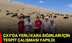 Çay’da yerli kara sığırları için tespit çalışması yapıldı