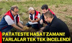 Patateste hasat zamanı! Tarlalar tek tek incelendi