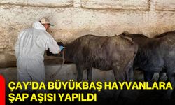 Çay’da büyükbaş hayvanlara şap aşısı yapıldı