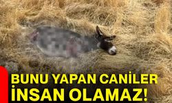 Bunu yapan caniler insan olamaz!