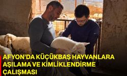 Afyon’da küçükbaş hayvanlara aşılama ve kimliklendirme çalışması