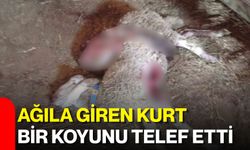Ağıla giren kurt bir koyunu telef etti