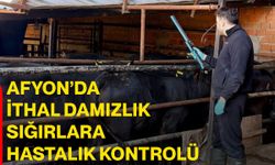 Afyon’da ithal damızlık sığırlara hastalık kontrolü