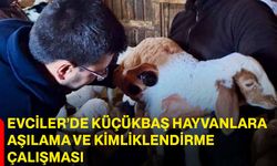 Evciler’de küçükbaş hayvanlara aşılama ve kimliklendirme çalışması