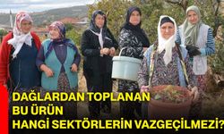 Dağlardan toplanan bu ürün hangi sektörlerin vazgeçilmezi?